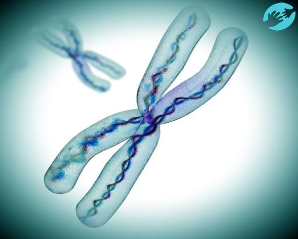 Х-хромосома участвует в зачатии девочки