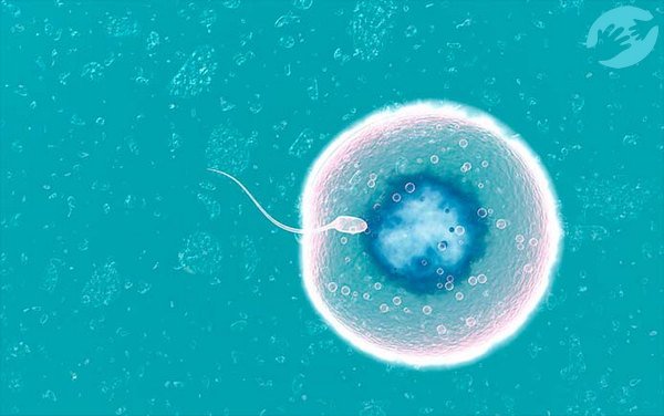 Препарат Линдинет 20 препятствует проникновению сперматозоида в яйцеклетку