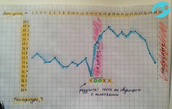 Пример графика Базальной температуры для цикла 28 дней - период овуляции выделен