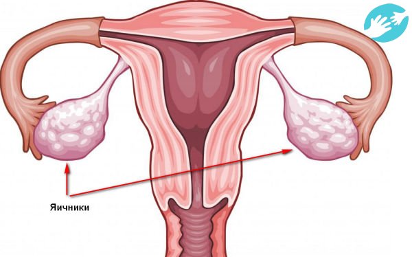 Яичники играют важную роль в менструальном цикле