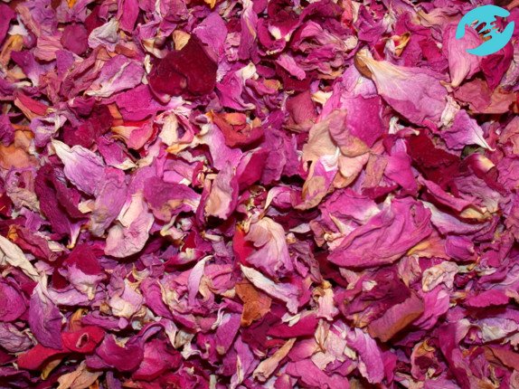 Настой из лепестков роз - популярное средство стимуляции овуляции