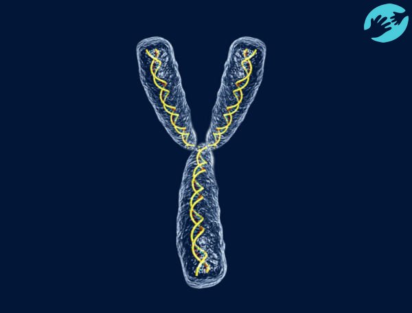 Y-хромосома - быстрая, стремительная, подвижная