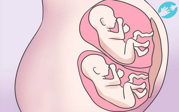 По статистике беременность двойней происходит у каждой 200й женщины
